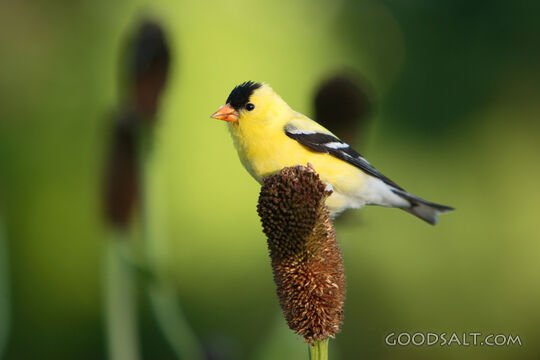 Yellow Bird Close-Up