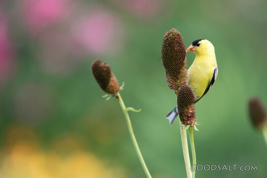 Yellow Bird on a Plant