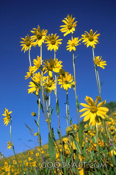 Yellow Daisies Against Blue Sky