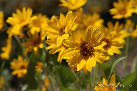 Yellow Flowers
