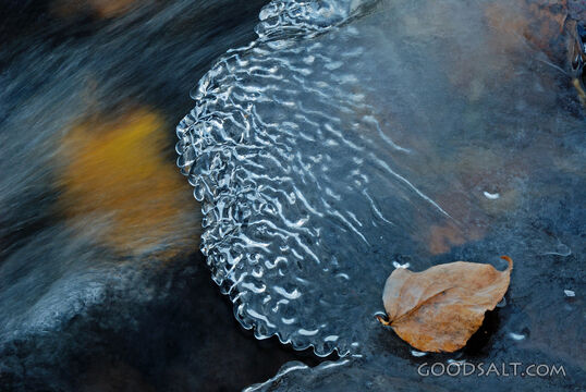 Yellow Leaf on Ice Shelf over the River