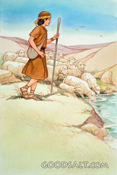 Young Shepherd