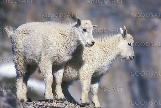 2 Young Mountain Goats on a Rock