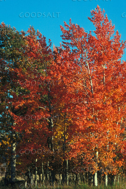 Autumn Grove Under Clear Sky
