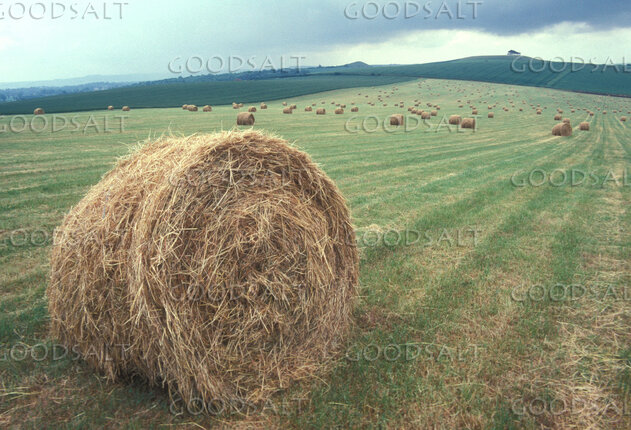 Harvest Field Before the Storm