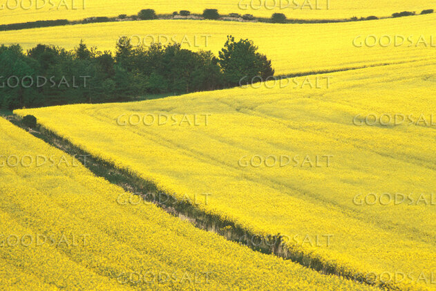 Golden Fields of Providence