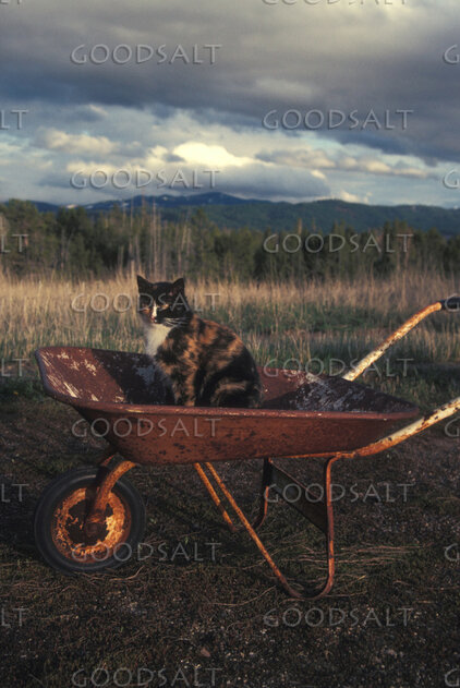 Cat Resting in a Garden Wheelbarrow
