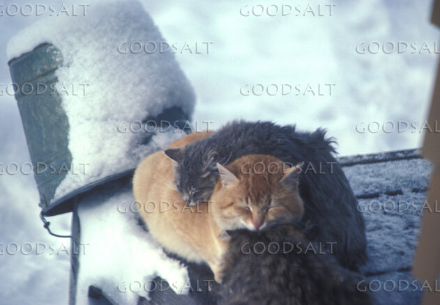 Cats Huddled for Warmth in Winter Snow