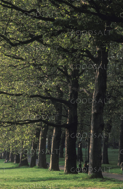 Shaded Grove Pathway