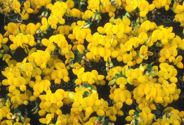 Golden Broom in Bloom