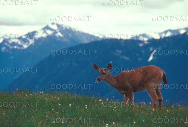 Doe in the Mountain Meadow