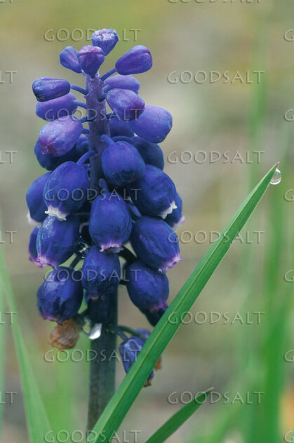 Blue Bell Close-Up With Grass and Dew