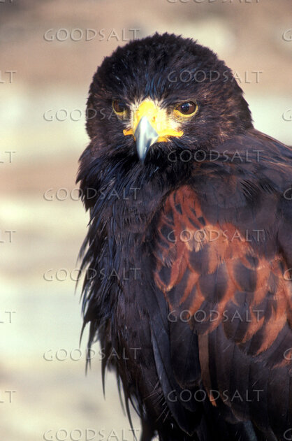 Harris Hawk Watch