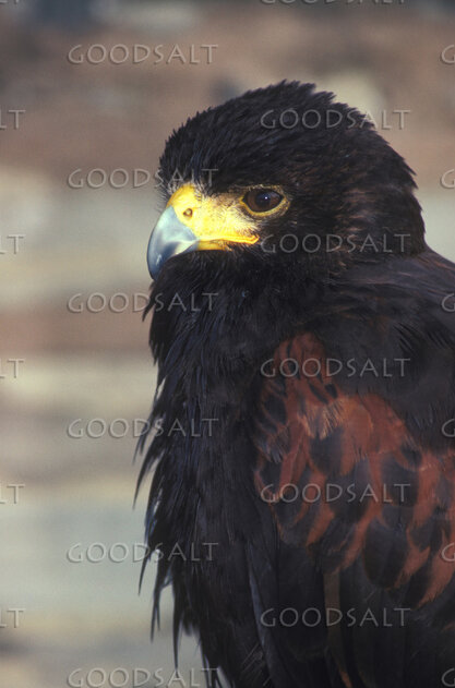 Harris's Hawk Portrait