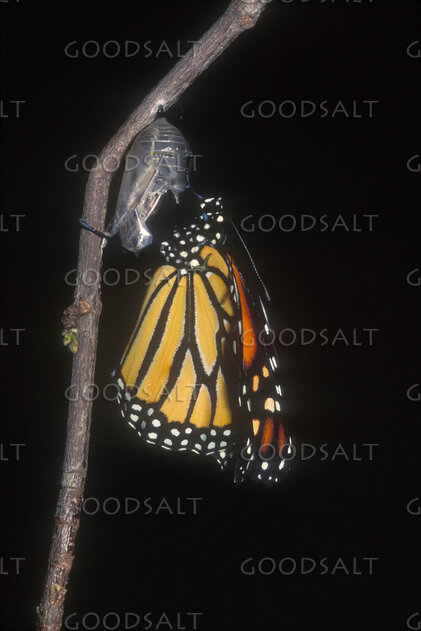 Transformed from the Chrysalis