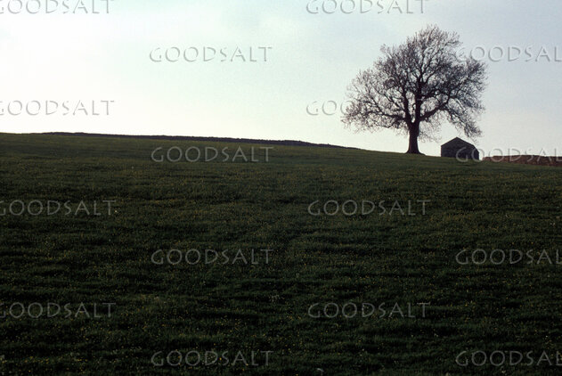 Lone Tree and Shelter on the Hill