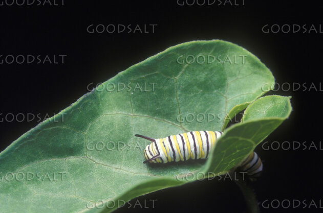 Striped Caterpillar on a Leaf