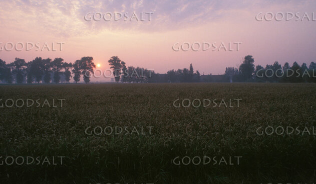 Harvest Field at Dawn