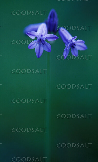 Bluebell Blossoms in Quiet Creation