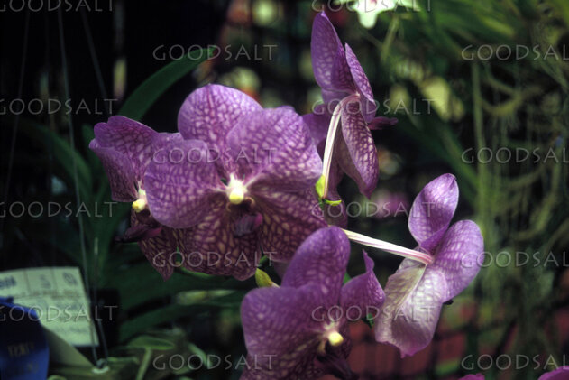 Orchid Grace in the Garden
