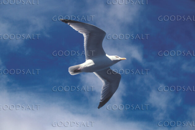 Seagull in Provident Skies