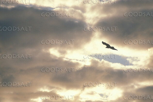 Wings Like Eagles
