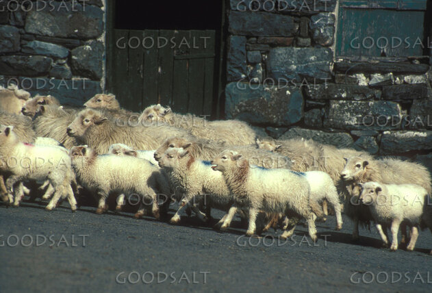 Flock Passing the Stone Fold
