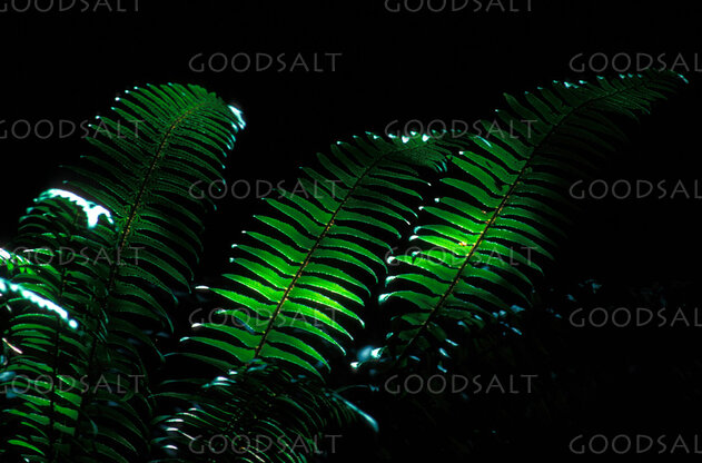 Fern Fronds in Hidden Light