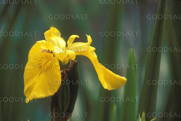 Golden Iris in the Reeds
