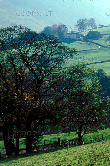 Green Pastures on the Hillside