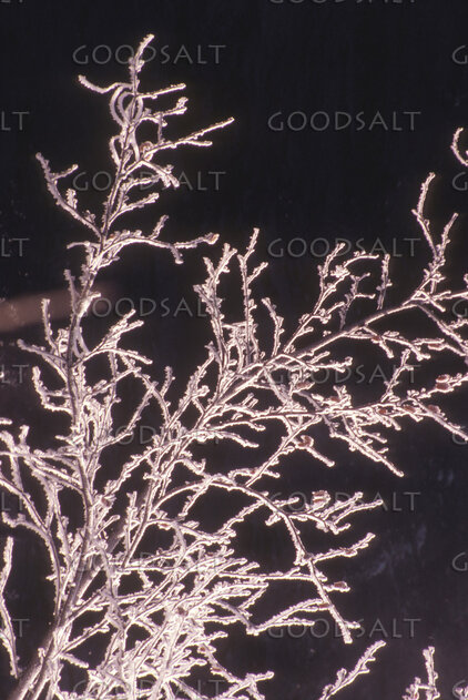 Frosted Winter Branches