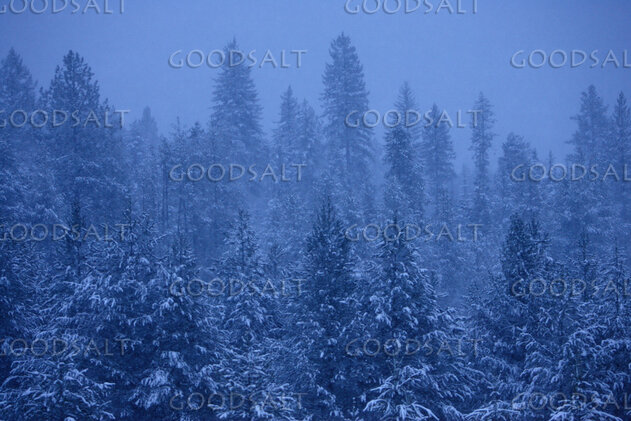IDAHO. Deary. Evergreens in winter snowstorm at dawn. #ft060