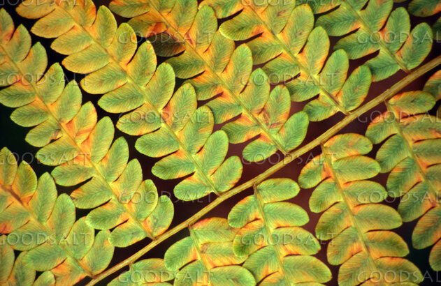 Golden Fern Frond Closeup