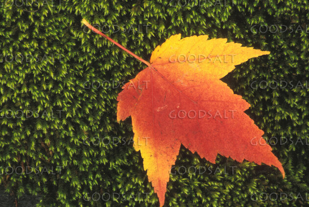 Autumn Maple Leaf on Moss