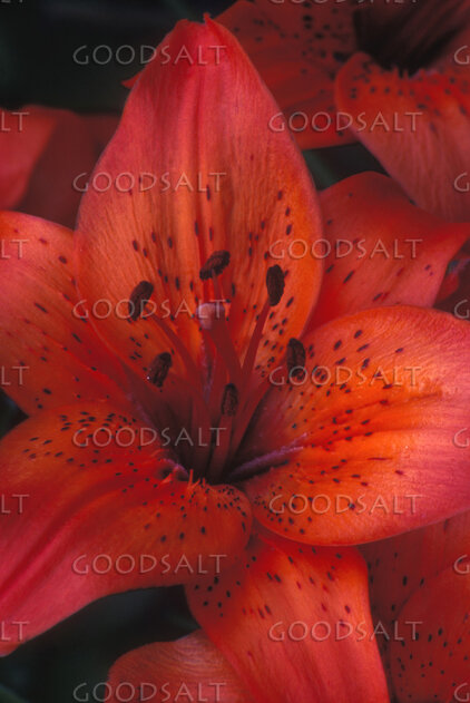 Tiger Lily in God’s Garden