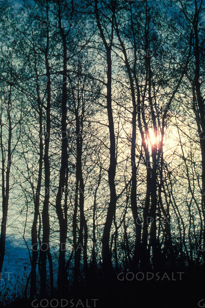 Sunlight Through the Woodland