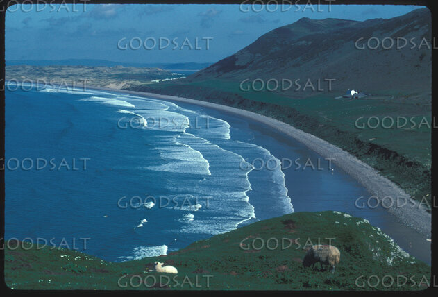 Sheep Beside the Coastal Pasture