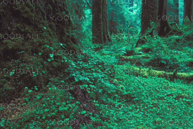 Deep Forest of Creation