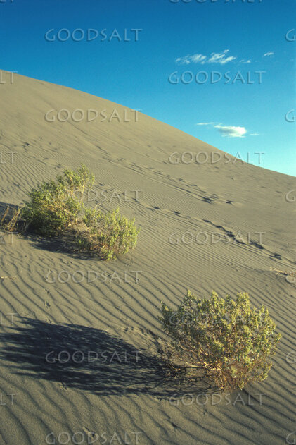 Desert Wilderness and Living Shrubs