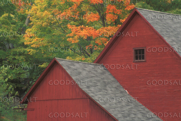Autumn Barn in the Woodland