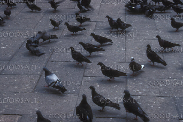Pigeons in the City Square