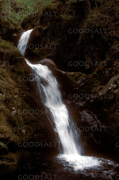 Cascading Waters in the Forest Gorge