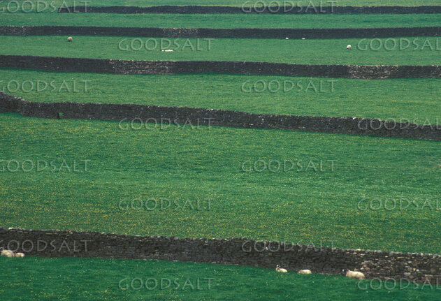 Sheep in Green Pastures
