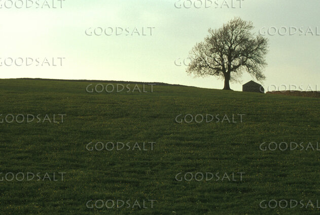 Green Pasture Beneath the Solitary Tree