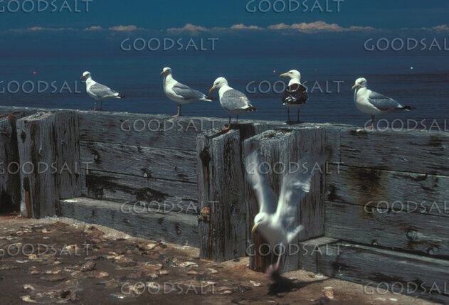 Seagulls Along the Harbor Wall