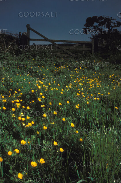 Buttercups Beside the Meadow Gate