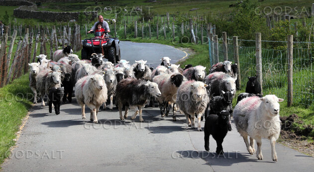 Shepherding the Flock on the Narrow Road