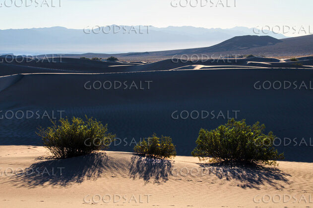 Desert Wilderness at First Light