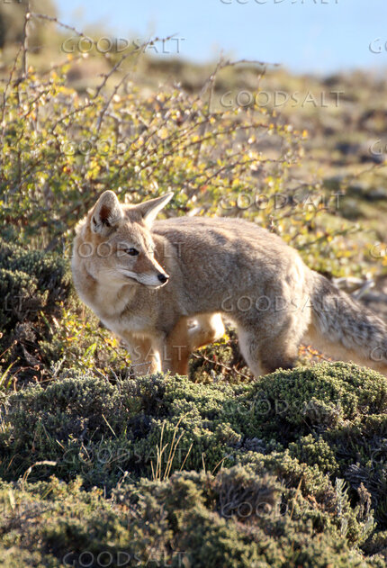 Wild Fox Among the Thorns