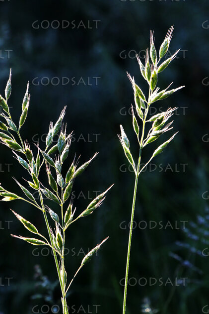 Grass of the Field